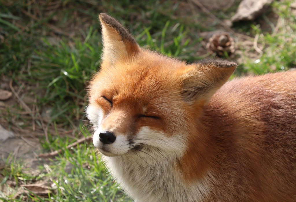 Renard